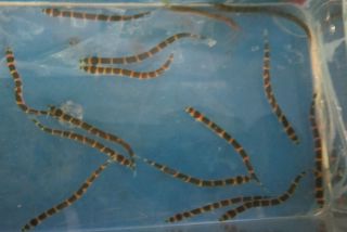 Live Fish Kuhli loach 2 for Freshwater Plant Aquarium