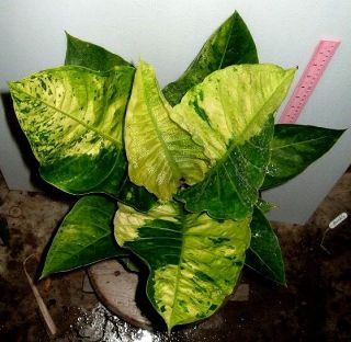 Anthurium Hookeri Green Petiole Variegated Exact Plant