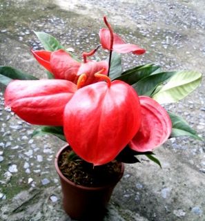 Anthurium Scherzerianum Bright Red Orange Exact Plant