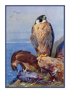 Archibald Thorburns Eurasian Peregrin Falcon Bird Counted Cross 
