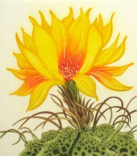 Arnold Iger Star Cactus Hand Signed Numbered Etching Cactus Flower 