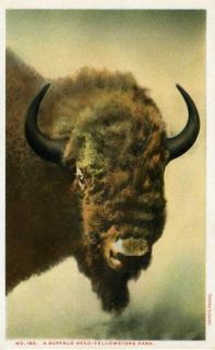 Wyoming Yellowstone Postcard Buffalo Head Haynes Photo