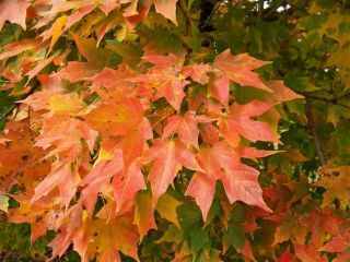   red, orange & yellow maple leaves in the autumn or fall   leaf