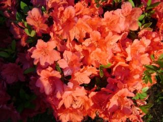Azalea Prince of Orange One Live Plant (1) *Coral Blooms 