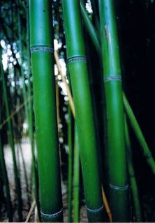55 ft Giant Cold Hardy Rubromarginata Bamboo Plant