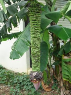 Musa 1000 Fingers Banana Tree 4 Pot Great Plant