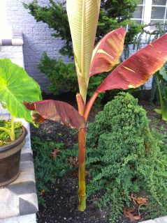 Musa Siam Ruby Banana Tree 5 Feet Great Red Color Plant by Your Pond 