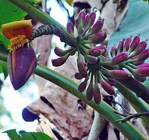 Musa Itinerans Burmese Blue Banana Plant Tree Seeds Exotic Blue Get 