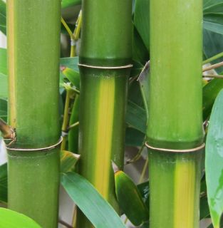 Live Yellow Grove Bamboo Potted Plant P Aureosulcata Cold Hardy