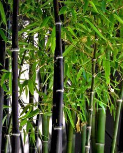 Black Bamboo Plant Rhizome Mass 11w x 11L x 5 Deep