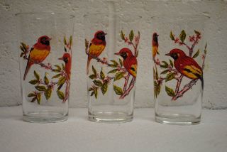 Vintage Bird Drinking Glasses Set of Three 8oz Oriole