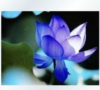 10 X Chinese Lotus Seeds Nelumbo Nucifera Blue Water Lily Pond Lake 