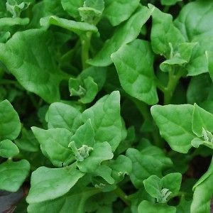 Heirloom New Zealand Spinach (100 Seeds) Heat Loving & Drought 