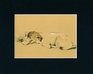 Vintage Dog Print 1937 Sleeping Jack Russell Terrier Puppy by Lucy 