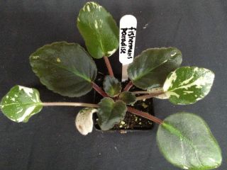 African Violet Plant Fishermans Paradise Small Pot