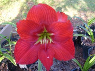 amaryllis bulbs 2nd year Altha Red Hippeastrum Lily flower plant