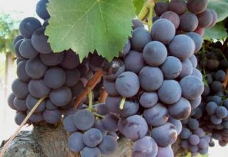 alphonse lavallee grapes fresh 10 seeds new season seeds