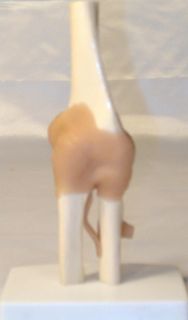 Human Elbow Bone Muscle Joint Anatomical Medical Anatomy Teaching 