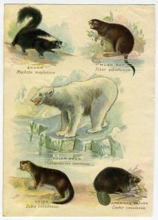 sided learning animal/nature flash cards, late 1800s, polar bear 