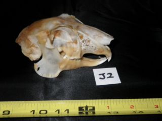   Jack Rabbit Skull Bone Animal Hare Science Biology J2