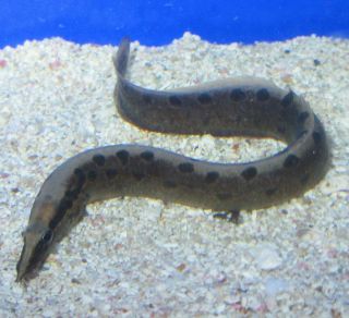 Live Tire Track Eel for Live Freshwater Aquarium Fish
