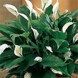 peace lily white flower live houseplant  10