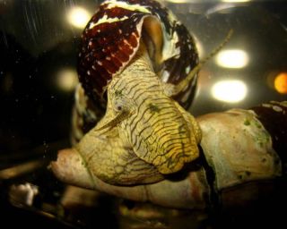 Live Yellow Rabbit Snails for Fish Tank or Aquarium Tylomelania SP 