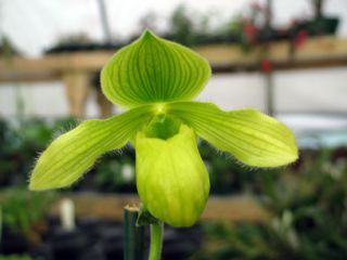 Paphiopedilum Arnold J Klehm Near Blooming Sized Orchid Plant PAPH016 
