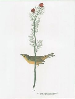   Warbler Folio Size Natural History Print John James Audubon