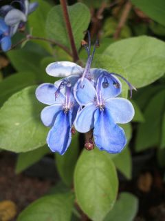 Clerodendrum ugandense), Blue Butterfly Bush, Blue Glory Bower 