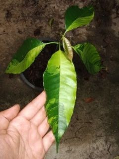 Mangifera Indica Variegated 1 Plant
