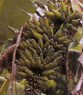 Raja Puri Banana Tree Live Cold Hardy Tropical 2 Plants