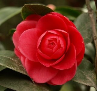 Pack 20 Seeds Red Garden Balsam Seed Camellia Flower Seed A002