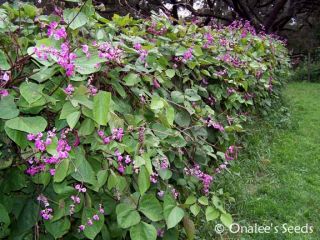 10 Purple Hyacinth Bean Vine Seeds Cottage Garden