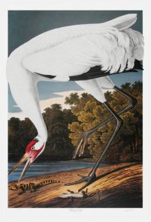   limited edition lithograph m bernard loates whooping crane 461 1000