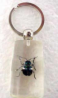 this cool keychain features a real green chafer beetle encased in