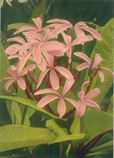 Shell Ginger Edithe Beutler Colorized Art 1940s Hawaii