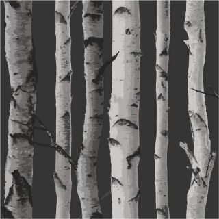   / Silver   FD31052   Birch Tree Forest Woods   Fine Decor Wallpaper