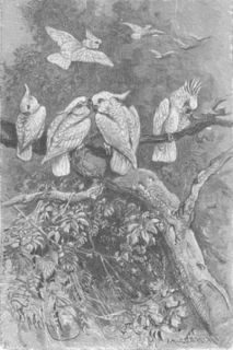 Birds Cockatoos Antique Print 1895
