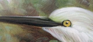 White Heron Egret Pair Bird Everglades Swamp 24x36 Oil on Canvas Avian 
