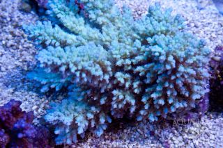 AQL Baby Blue Aropora Frag Acropora sp Live Saltwater SPS Coral