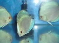 Two 2 Live Discus Fish 2 2 5 Blue Sapphire 24 Hour Live GUARANTEE 