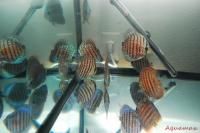 Live Discus Fish 3 5 Blue Snakeskin 24 Hour Live GUARANTEE