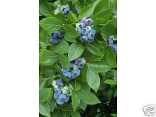 Highbush Blueberry Seeds Imagine Blueberry Pie Yumm
