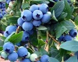  Wild Blueberry Bushes Plants