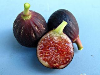 Fig tree cuttings Ronde de Bordeaux Rare, Excellent flavor and Cold 