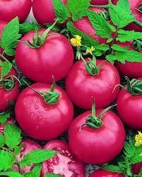 Tomato Pink Brandywine Non GMO Heirloom 10 Vegetable Seeds