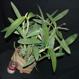 Cattleya bowringiana var. coerulea BLUE Large Plant Species 50 