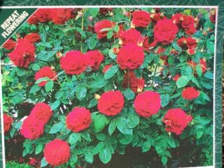 Braithwaite (Auscrim) 1 Gal. Shrub Plants Large Deep Red Rose 