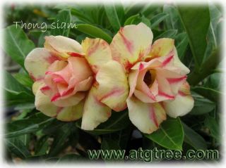 Adenium Double Yellow Flowers Thongsiam Grafted Plant